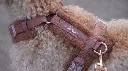a5.webp